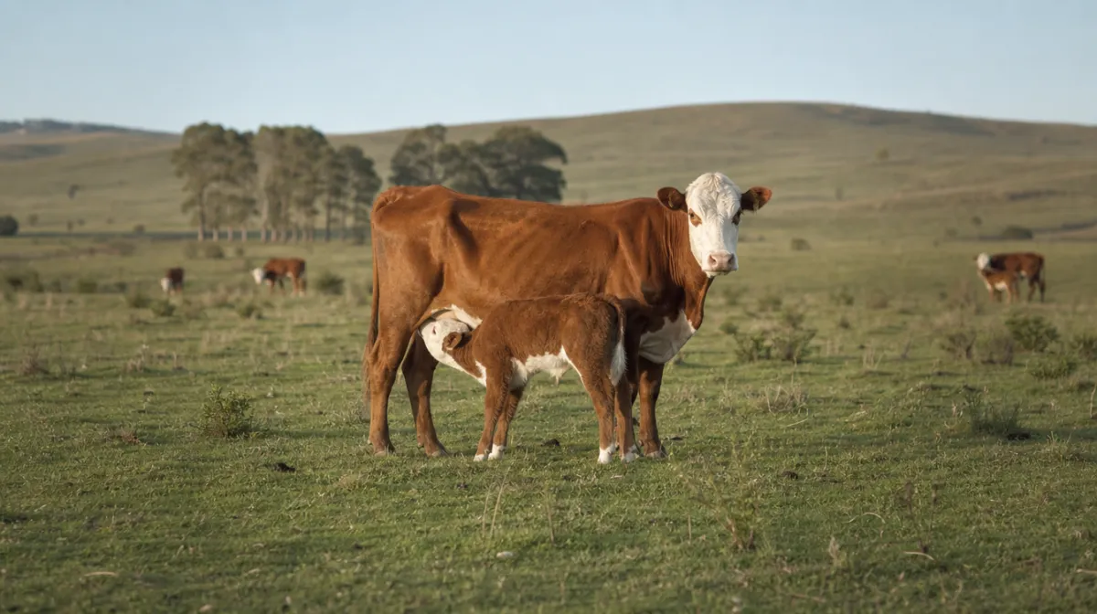 Vaca Hereford con su ternero mamando en campo natural
